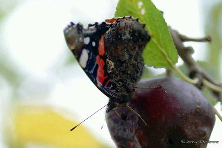 ipvu_DSC07543d.jpg - Papillon Vulcain