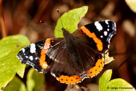 ipvu_DSC08212d2.jpg - Papillon Vulcain