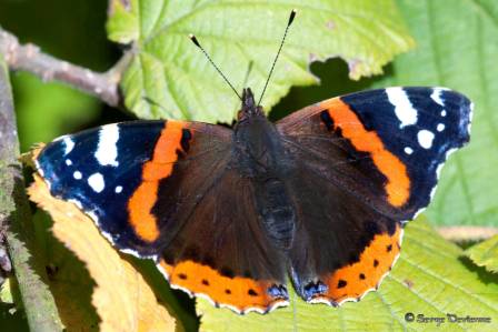 ipvu_DSC08224d.jpg - Papillon Vulcain