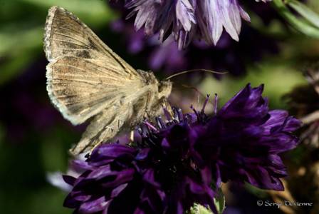 ipzz_DSC07133.JPG - Papillon nocturne