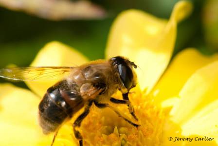 izab_jeremy2009_438.jpg - Abeille domestique