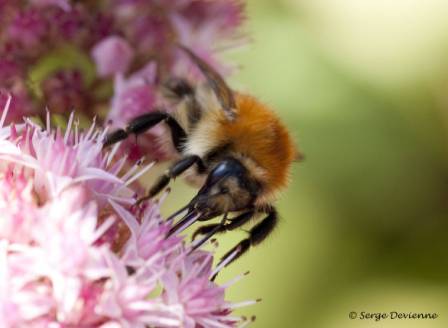 izbo_DSC07759ps.jpg - Le bourdon et sa trompe à nectar