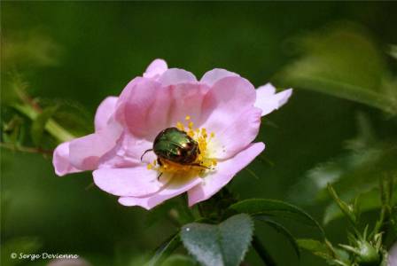 izce_DSC06267d.jpg - Cétoine dorée sur fleur d'églantier