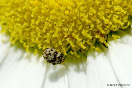 izco_DSC06147d.jpg - coccinelle