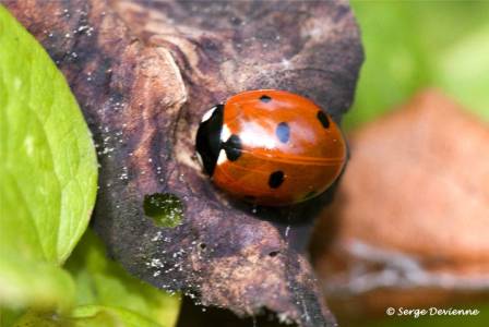 izco_DSC08286d.jpg - Coccinelle à 7 points