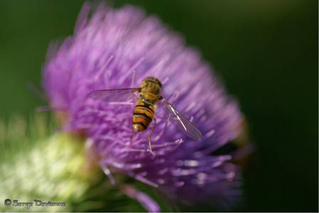 izsy_DSC07114.JPG - Le Syrphe sur fleur de chardon