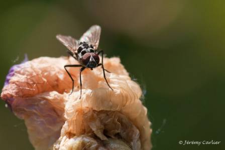 izzz_jeremy2009_004.jpg - Mouche grise