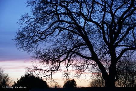 yja_DSC04559.JPG - le noyer centenairebagn_DSC06600.JPG=...