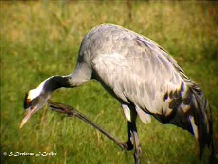 DSCN8643.JPG - Grue cendrée