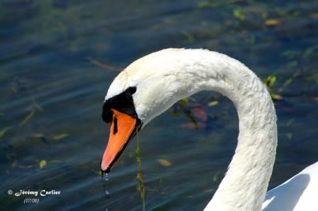 GOcyg_PICT2673rsw.jpg - Cygne tuberculé