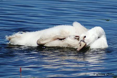 PICT2639tx.jpg - Cygne tuberculé