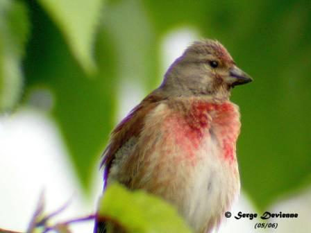 GOlim_DSCN7235arw.jpg - Linotte mélodieuse