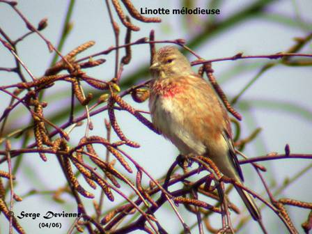 GOlim_DSCNlm6728rtw.jpg - Linotte mélodieuse