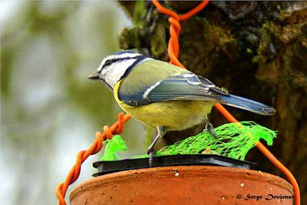 GOmeb_DSC09893ddtxw.jpg - Mésange bleue