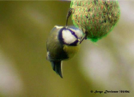 GOmeb_DSCN6317lcdtw.jpg - Mésange bleue