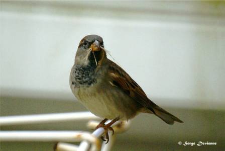 GOmod_DSC08002ddtx.jpg - Moineau domestique