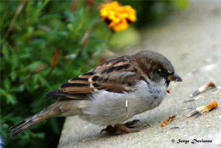 GOmod_DSC08160dtx.jpg - Moineau domestique