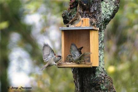 GOmod_DSC09148dtx.jpg - Moineau domestique