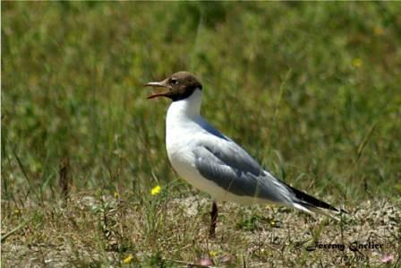 GOmor_PICT2697rsw.jpg - Mouette rieuse