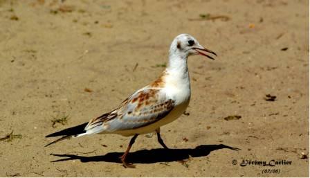 GOmor_PICT2720rsw.jpg - Jeune Mouette rieuse