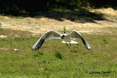 GOmor_PICT2757rsw.jpg - Mouette rieuse