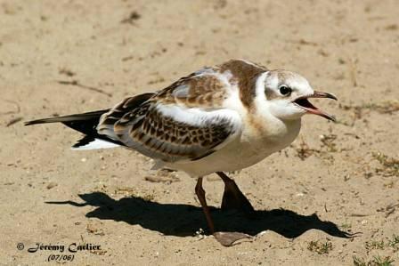 GOmor_photo2715asw.jpg - Jeune Mouette rieuse