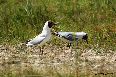 PICT2704tx.jpg - Mouettes rieuses