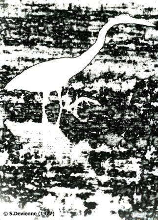 heron9ew.jpg - Héron pourpré (Camargue 1977) - Technique photo spéciale