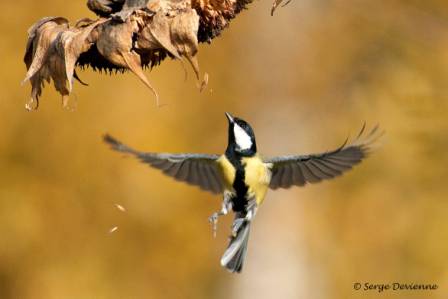 omesc_DSC09147psd.jpg - Mésange charbonnière