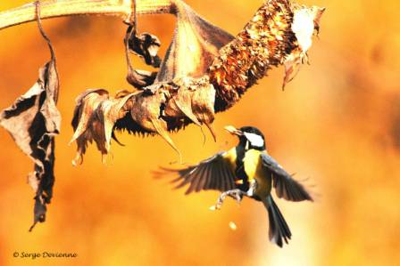 omesc_DSC09172d.jpg - Mésange charbonnière