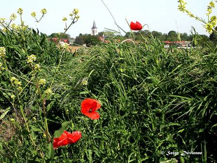 DSCN0362rw.jpg - Voie romaine fleurie et clocher de Lewarde