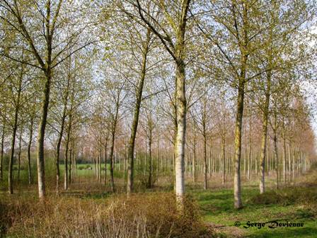 DSCN3525txw.jpg - -les Vingt- bel alignement le long du sentier de randonnée