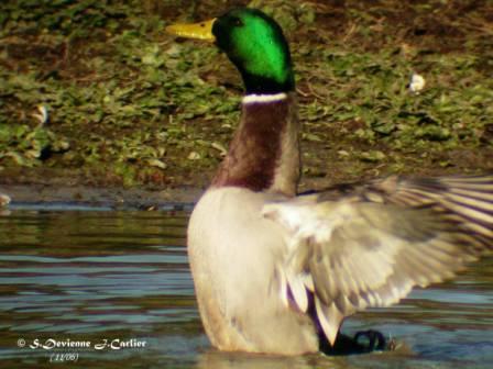 DSCN8639moptw.jpg - Canard colvert mâle