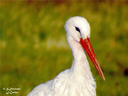 DSCN8667r.jpg - Cigogne blanche