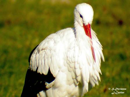 DSCN8669r.jpg - Cigogne blanche