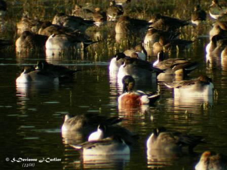 DSCN8680moptw.jpg - Canards au soleil couchant