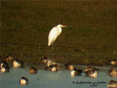 DSCN8710rsw.jpg - Grande Aigrette