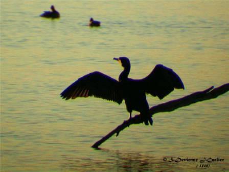 DSCN8740rsctw.jpg - Grand Cormoran