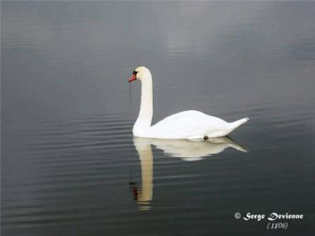 DSCN8781nmoptw.jpg - Cygne tuberculé