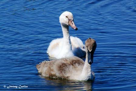 PICT2592tx.jpg - Cygnes tuberculés juvéniles