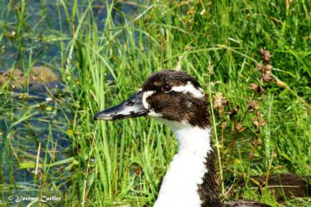 PICT2602tx.jpg - Canard....