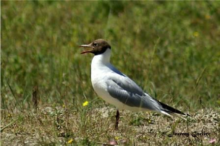 PICT2697rsw.jpg - Mouette rieuse adulte