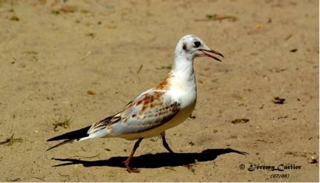 PICT2720rsw.jpg - Mouette rieuse juvénile