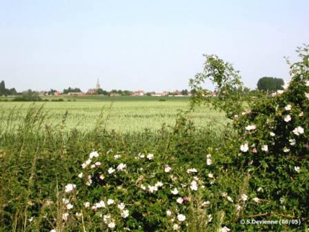 DSCN4083w.JPG - Haie fleurie d'églantiers...