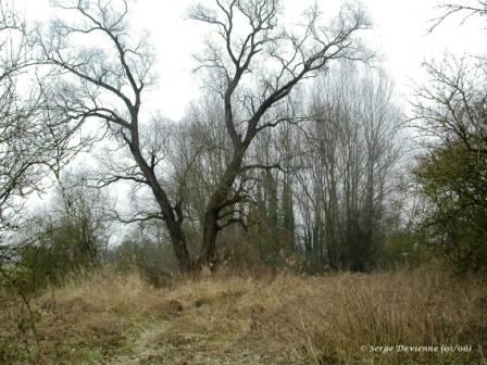 vnDSCN5866cmotxw.jpg - Prolongement Haut Toit -chemin vert