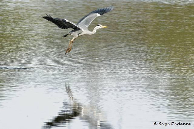 M1206_005DSC00539_GF.jpg - Héron cendré - Marais de Bonnance