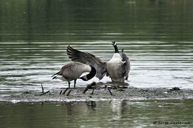 M1206_009DSC00713_GF.jpg - Bernaches du Canada  - Marais de Bonnance