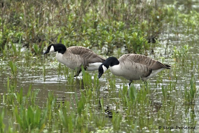 M1206_010DSC00693_GF.jpg - Bernaches du Canada  - Marais de Bonnance