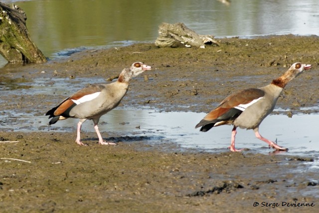 M1206_015DSC00786_GF.jpg - Ouettes d'Egypte  - Marais de Bonnance