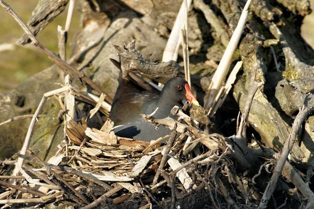 M1206_017DSC00765_GF.jpg - Gallinule poule-d'eau au nid  - Marais de Bonnance